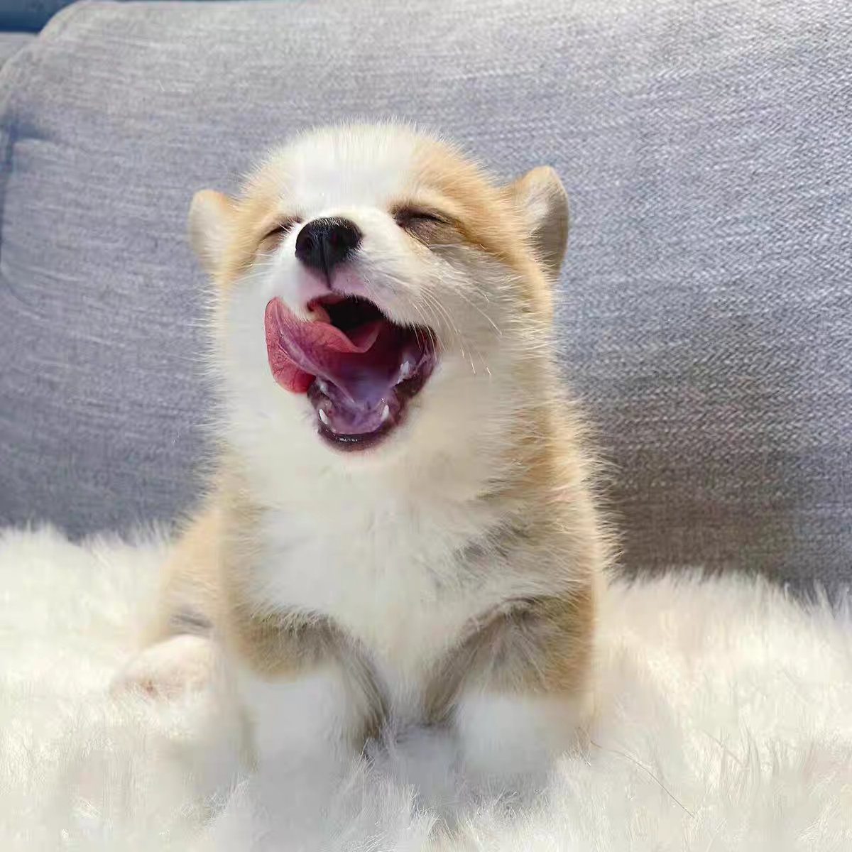 犬舍直销批发价格出售柯基犬